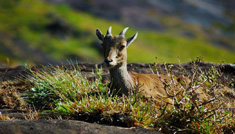 Coimbatore - Munnar - Ooty - Mysore