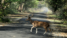 Coimbatore - Munnar - Thekkady - Coimbatore