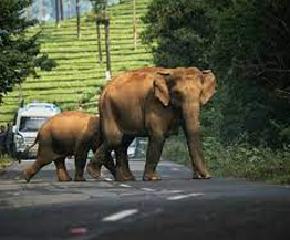 Taxi Coimbatore - Tours & Travels